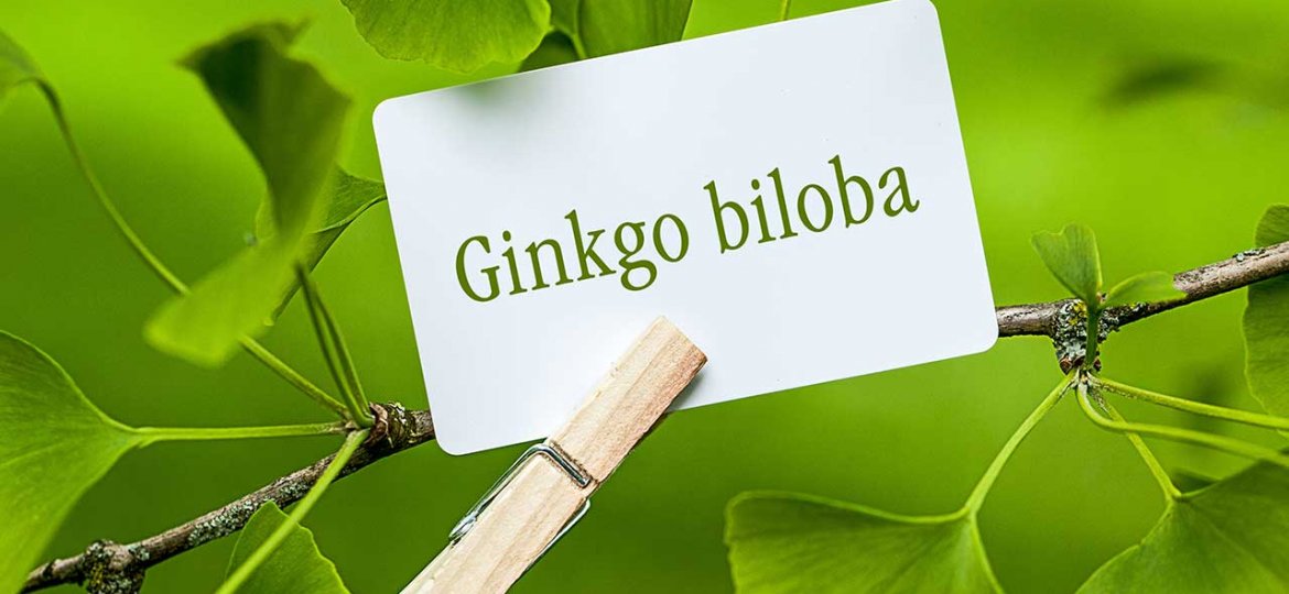 ginkgo-biloba-shutterstock